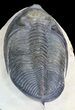 Huge, Zlichovaspis Trilobite - Atchana, Morocco #46334-3